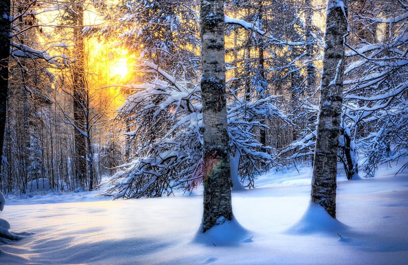 Snow-covered Birch Trees — White, Serene, Winter, Photograph, Sunlight, Snow, Forest, Yellow, Blue