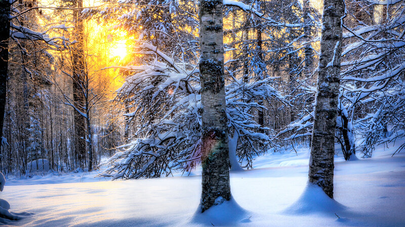Snow-covered Birch Trees — White, Serene, Winter, Photograph, Sunlight, Snow, Forest, Yellow, Brown