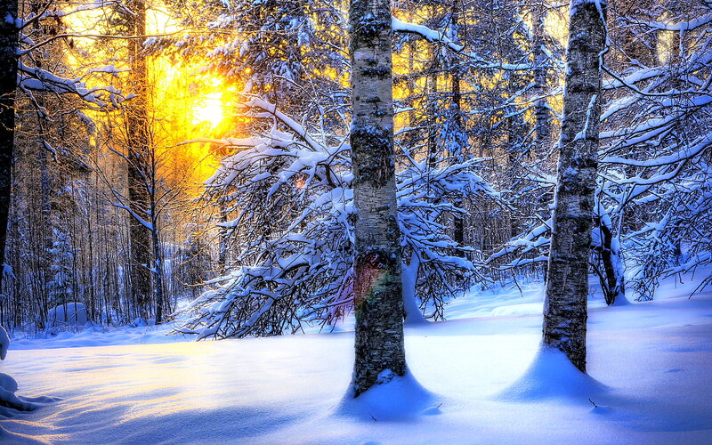 Snow-covered Birch Trees — White, Serene, Winter, Photograph, Sunlight