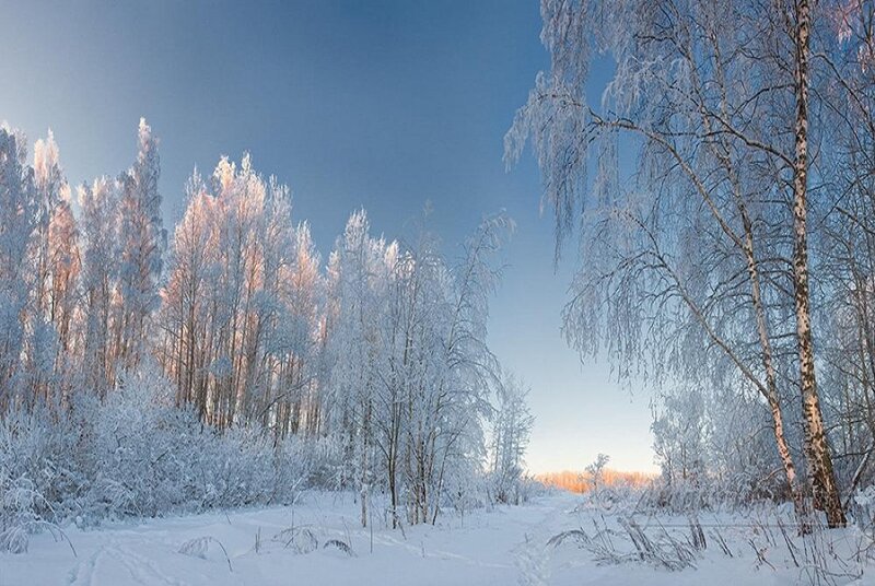 Snow-covered Birch Trees — White, Serene, Winter, Photograph