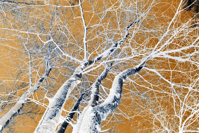Snow-covered Birch Trees — White