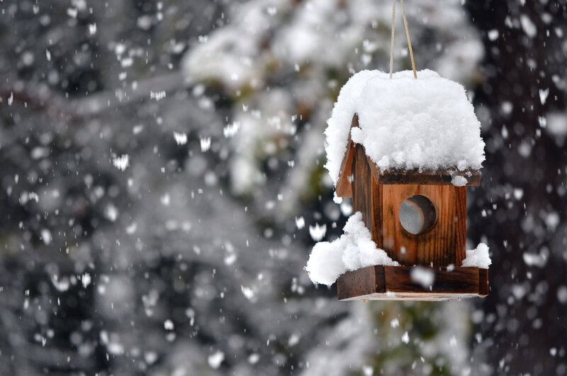 Snow-covered Bird Feeder — Brown