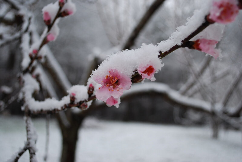 Snow-covered blossoms in winter