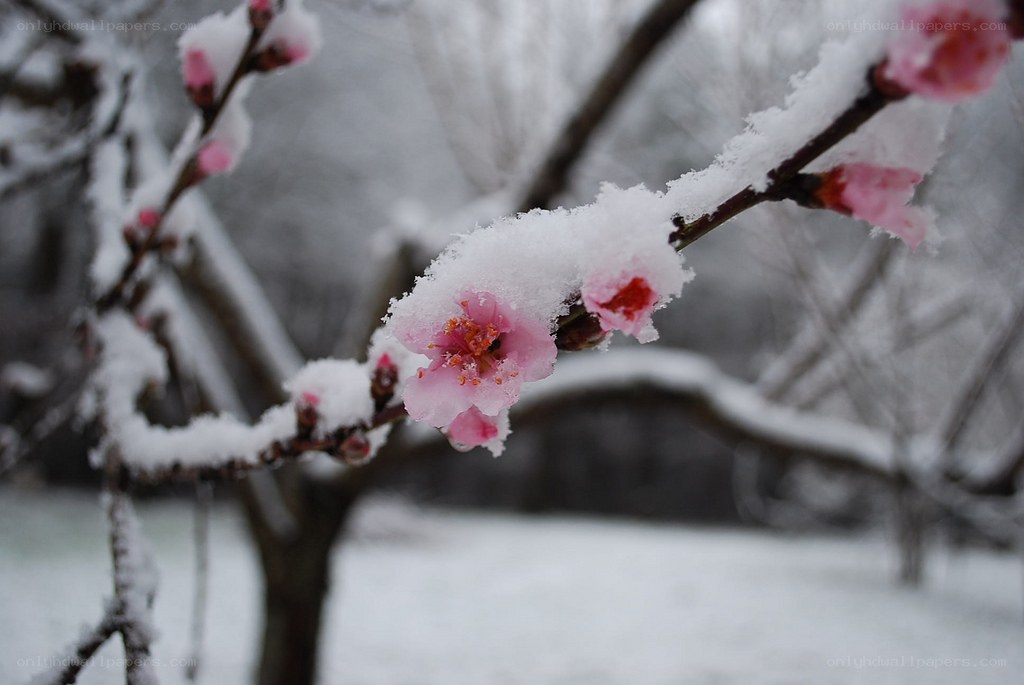Snow-covered blossoms in winter