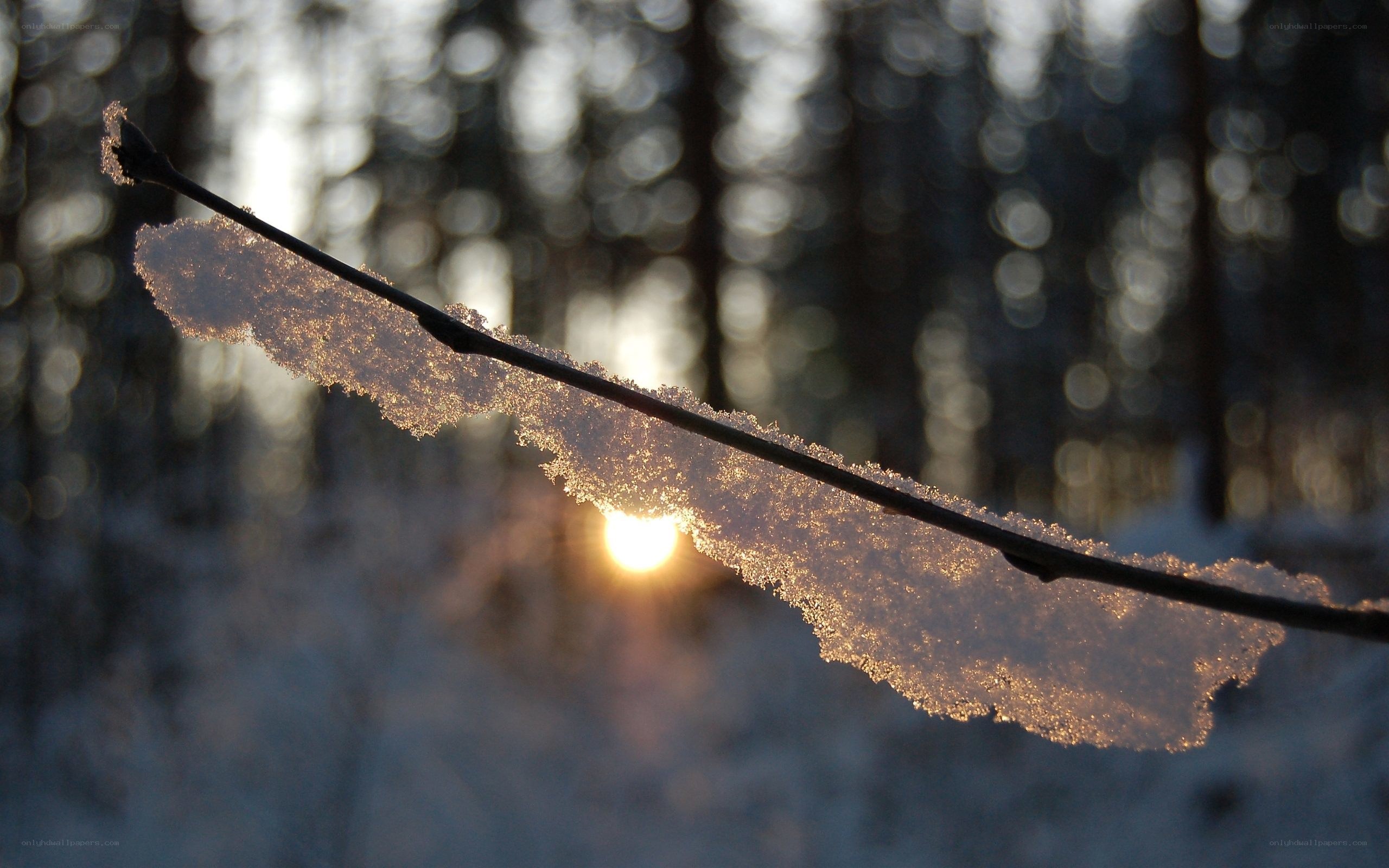 Snow-covered branch at sunset