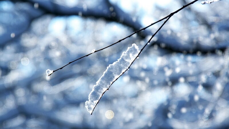 Snow-covered Branch — Blue, Serene
