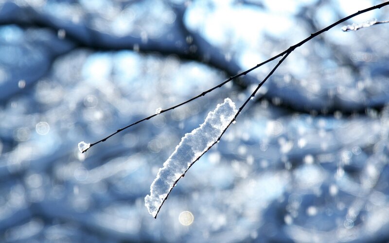 Snow-covered Branch — Blue, Serene, Winter