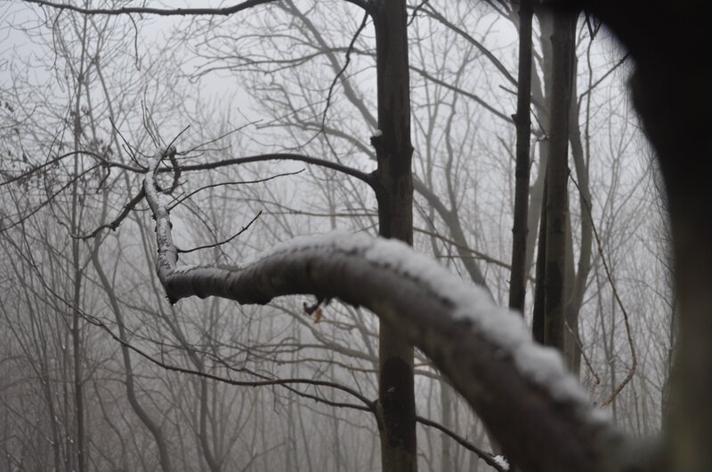 snow-covered branch in foggy forest