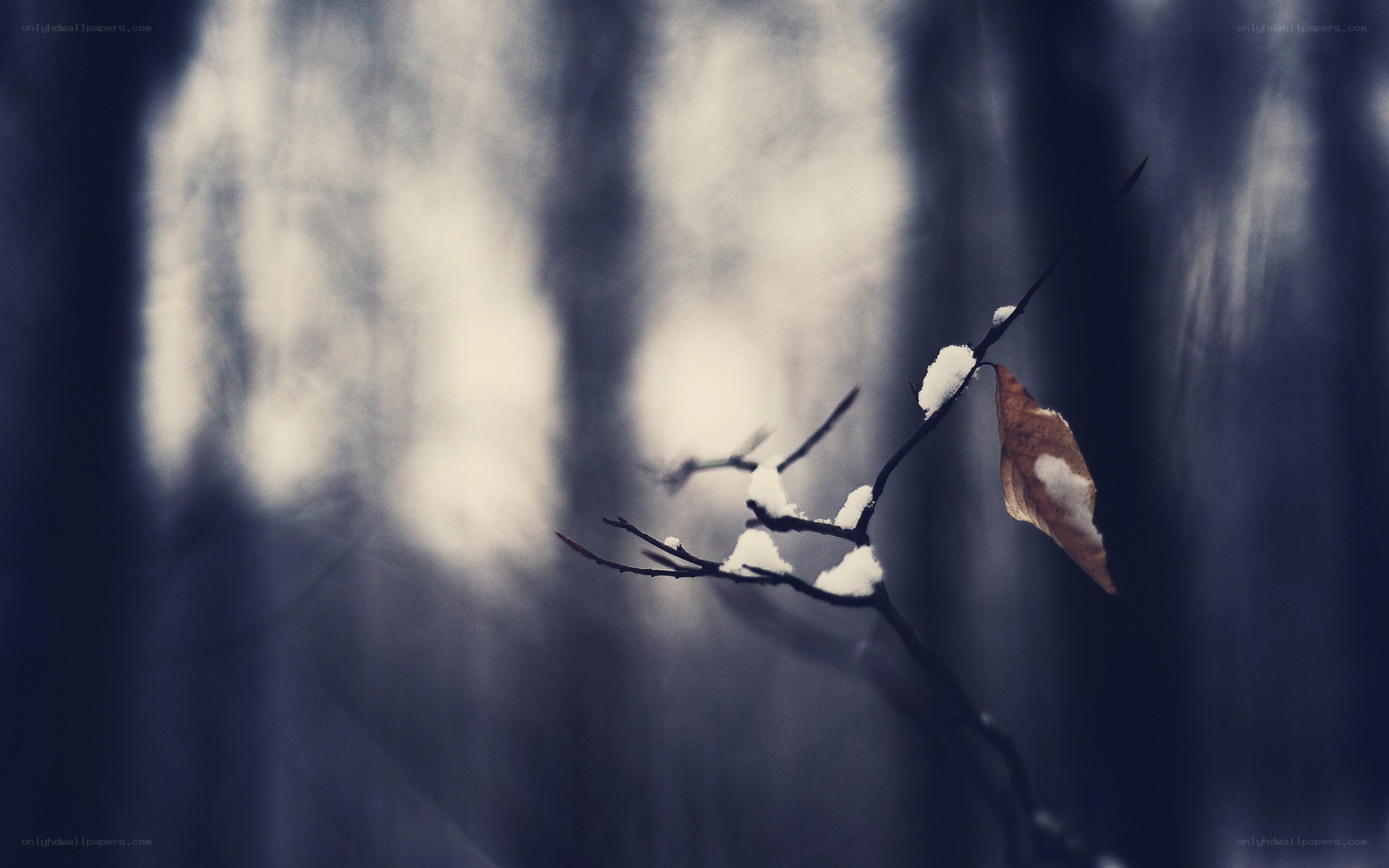 Snow-covered branch in forest