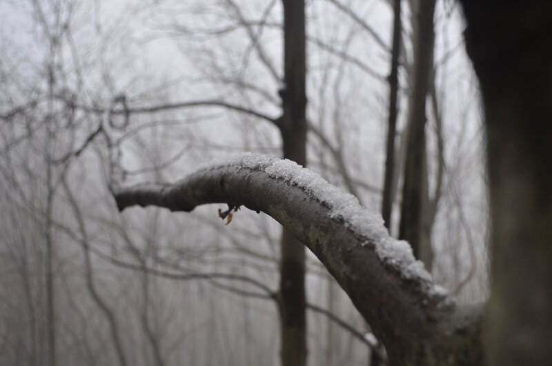 snow-covered branch in forest