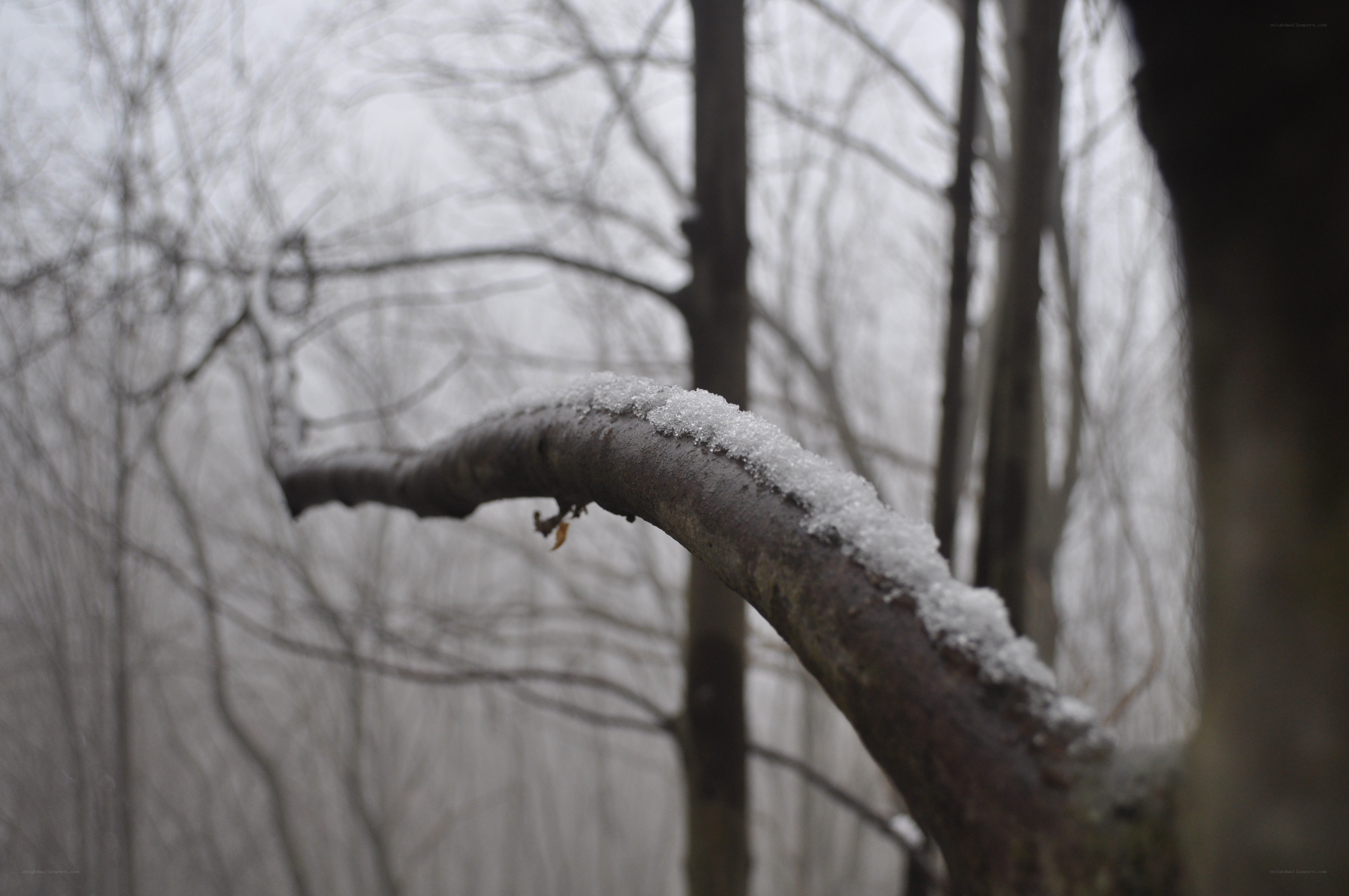 snow-covered branch in forest