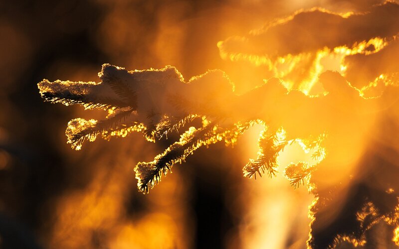 snow-covered branch in golden light
