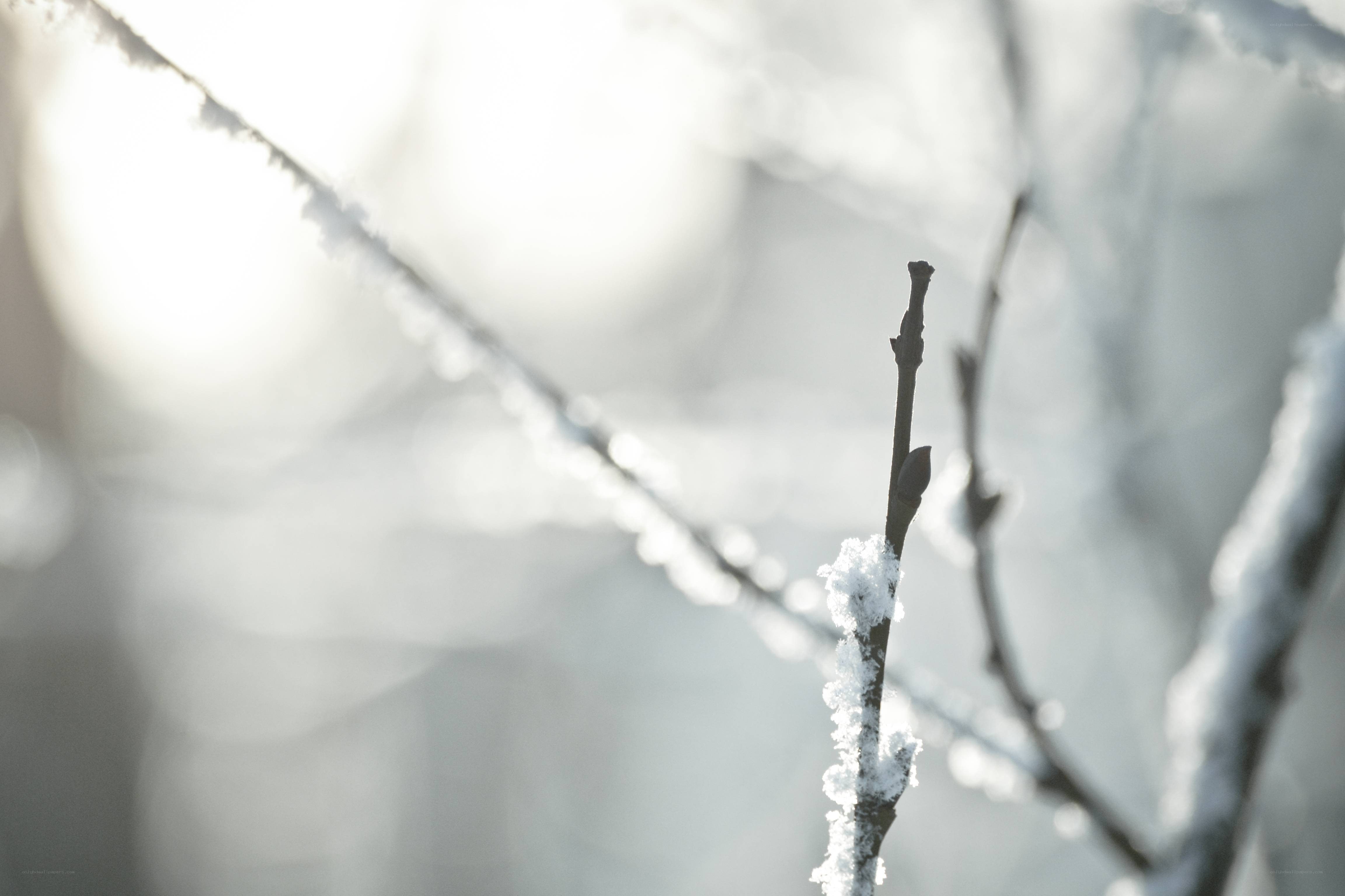 Snow-covered branch in sunlight