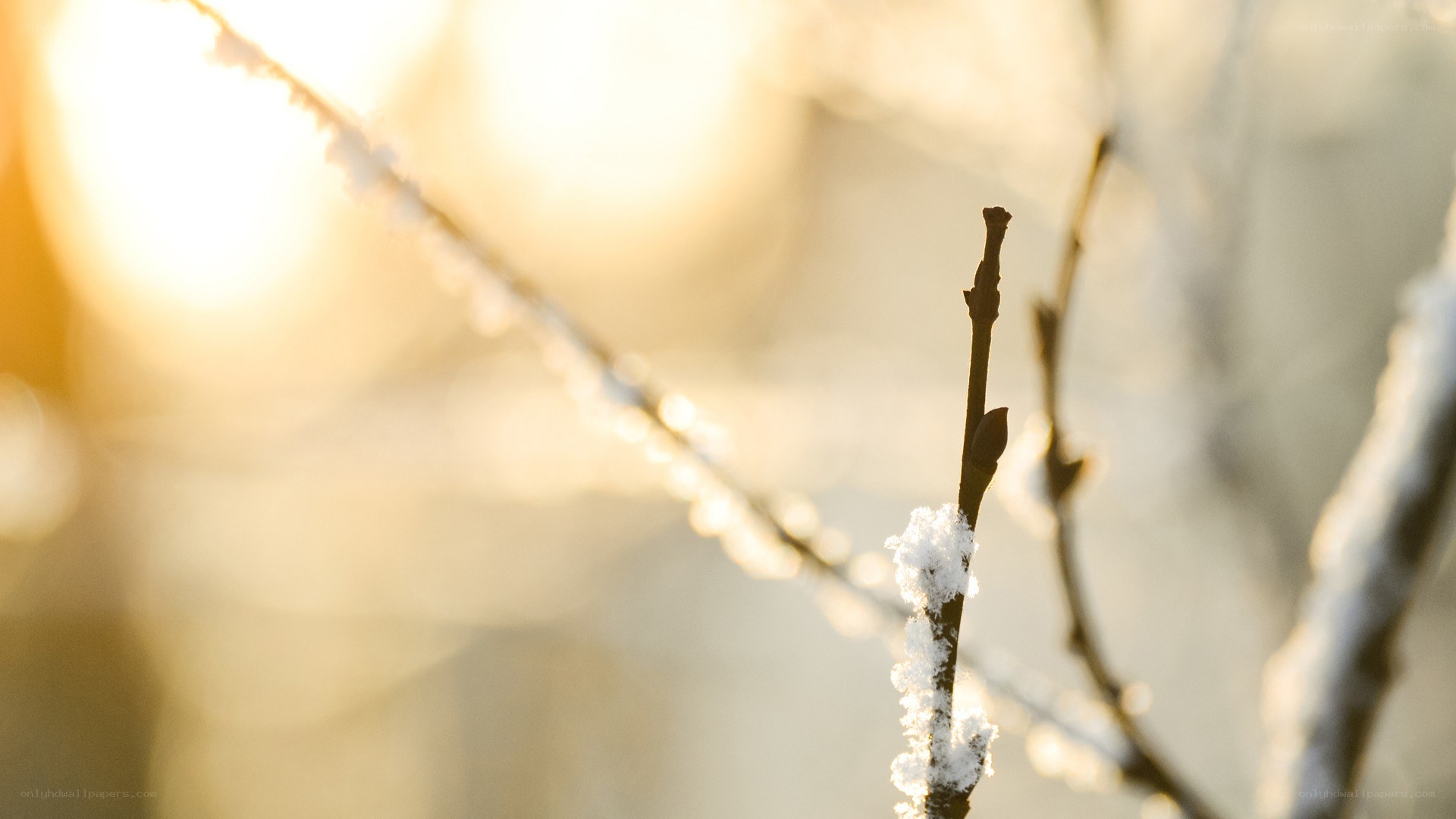 snow-covered branch in sunlight