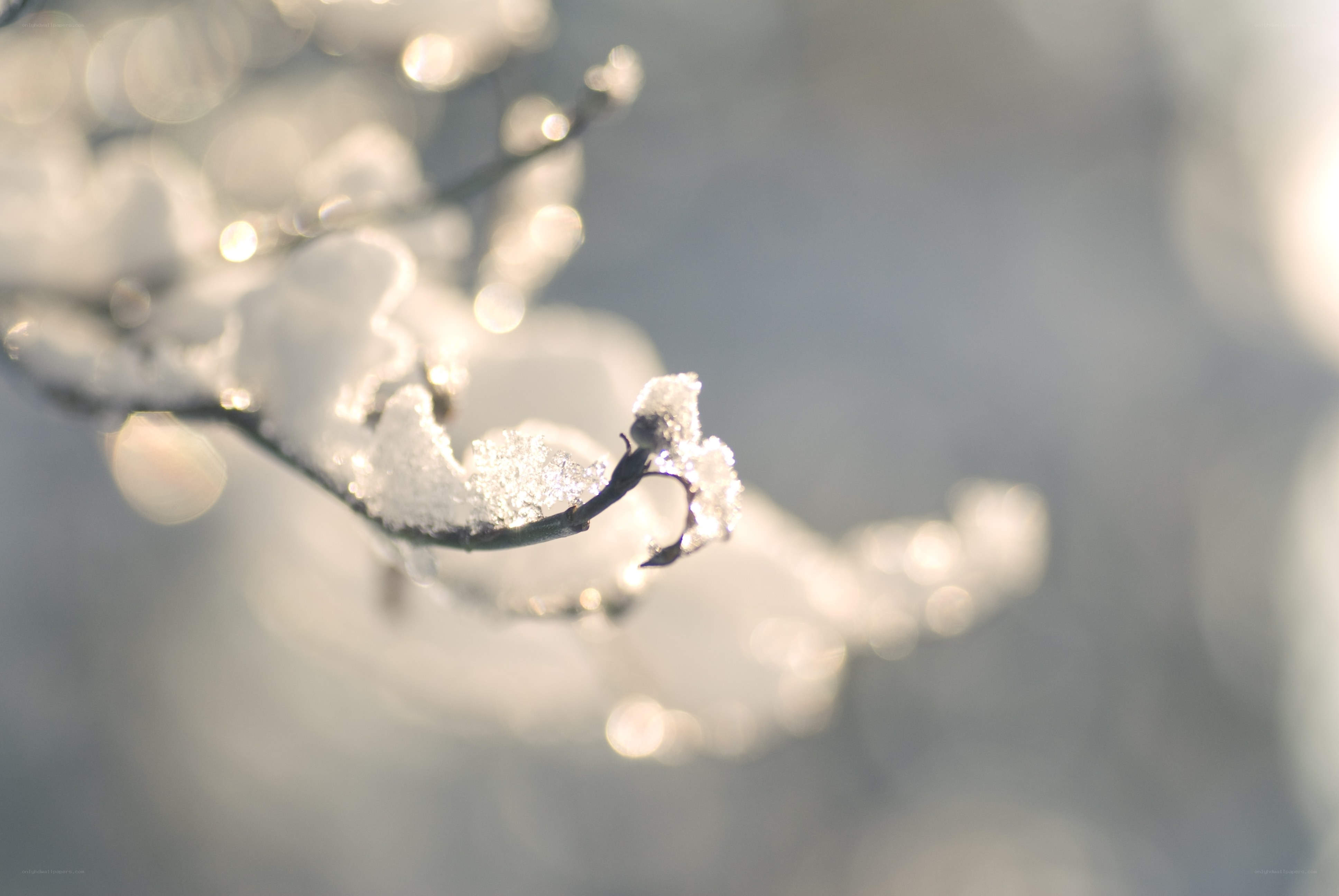 Snow-covered branch in sunlight