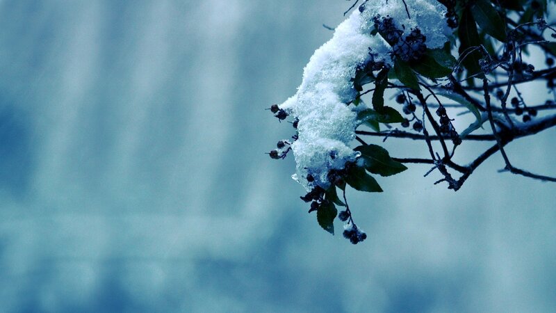 Snow-covered branch in winter