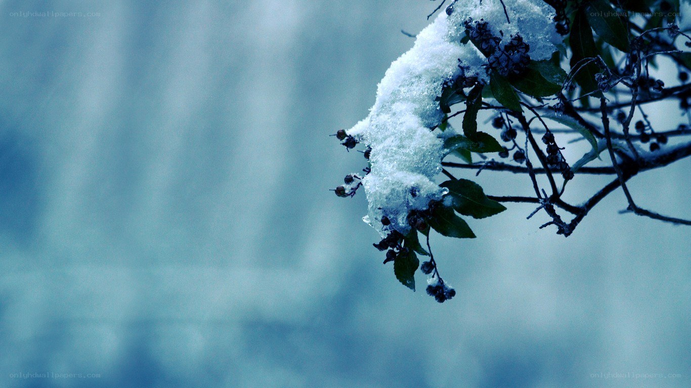 Snow-covered branch in winter