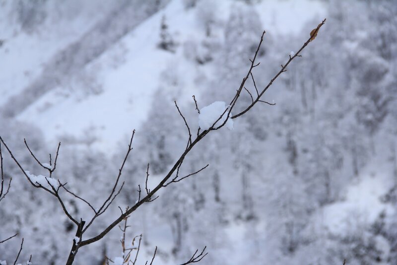 Snow-covered branch in winter
