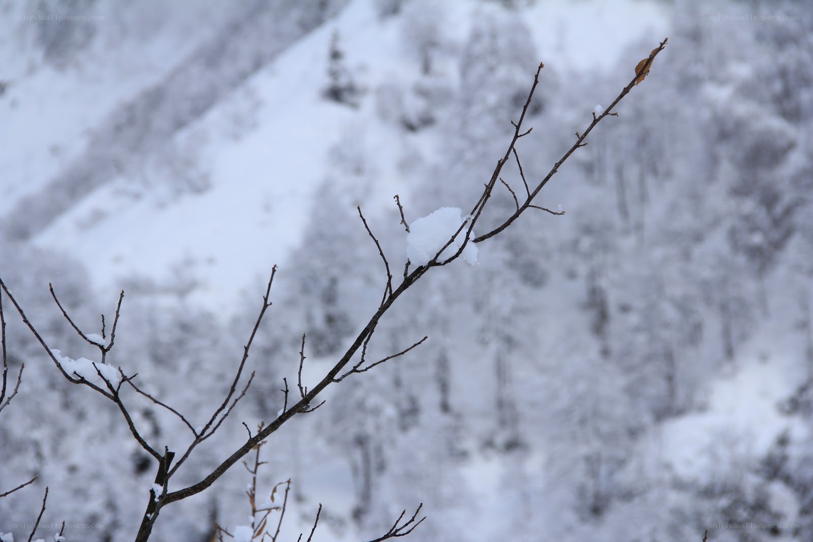 Snow-covered branch in winter