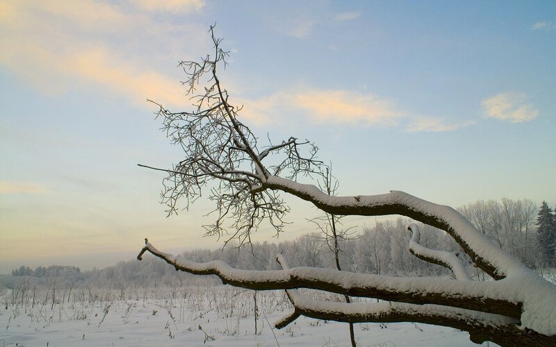 Snow-covered branch in winter landscape