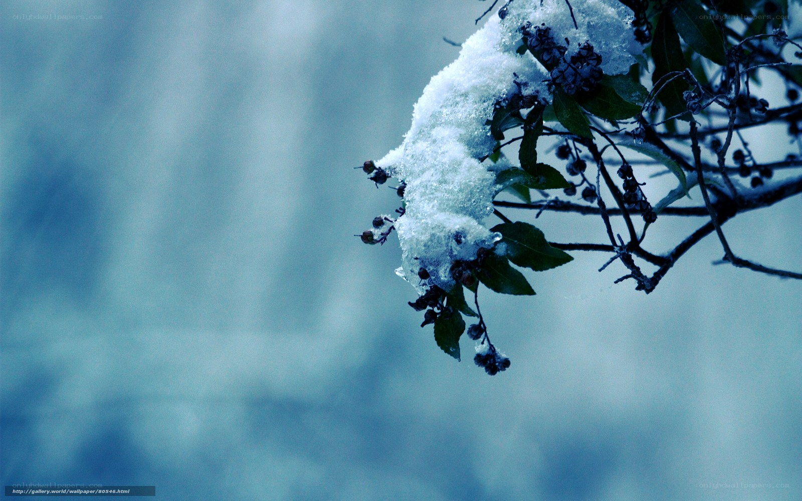 Snow-covered branch in winter