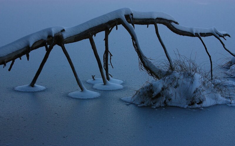 Snow-covered branch on frozen lake