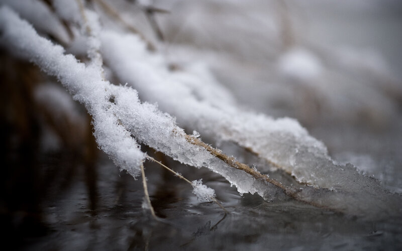 Snow-covered branch over water