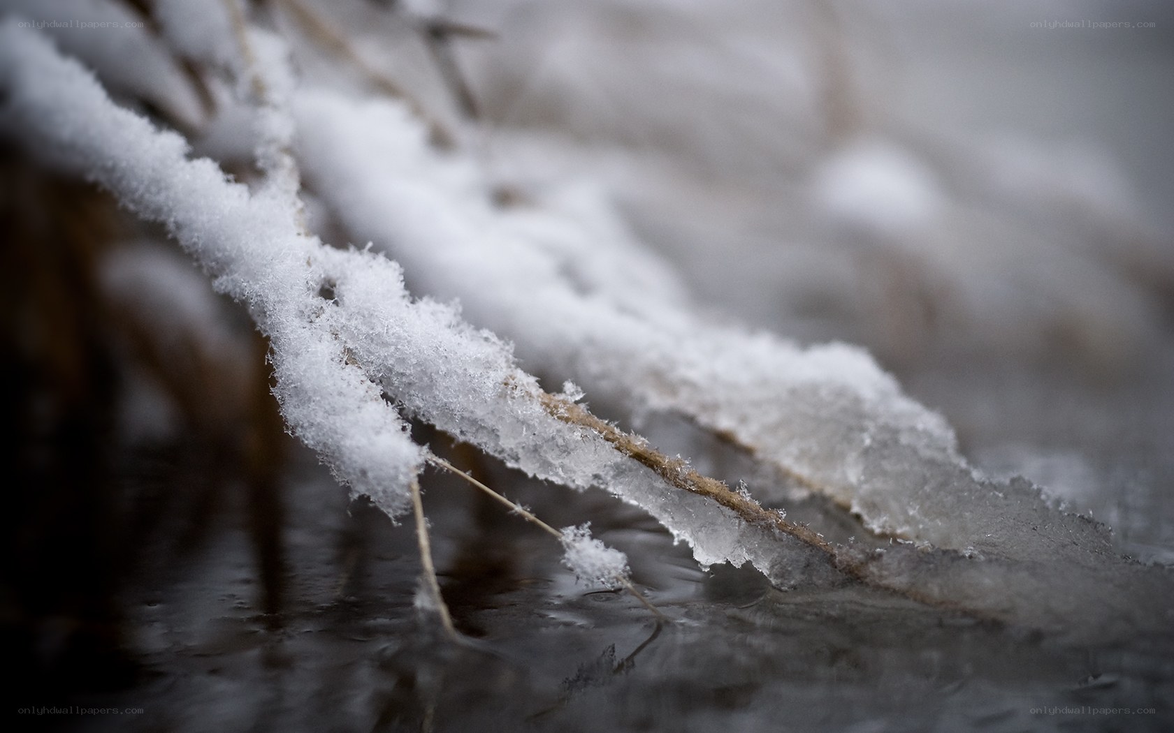 Snow-covered branch over water