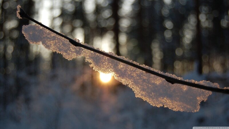 Snow-covered Branch