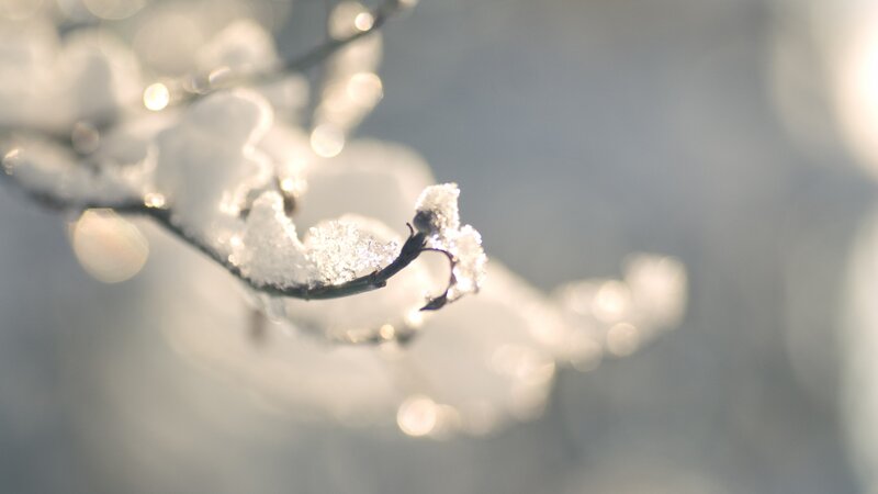 Snow-covered Branch — White, Serene