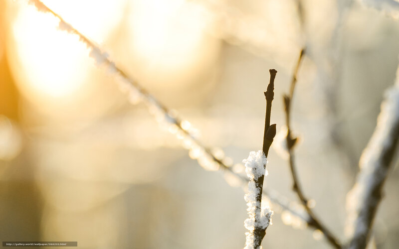 Snow-covered Branch — White, Serene, Winter, Photograph, Snow