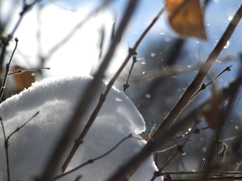 Snow-covered Branch — White, Serene, Winter
