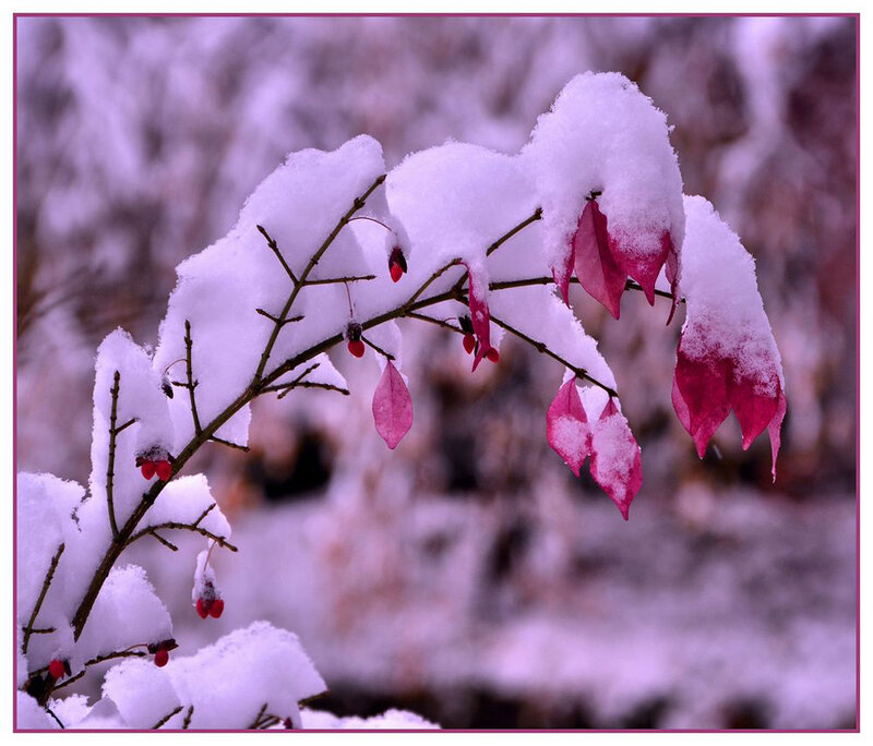 Snow-covered Branch with Berries