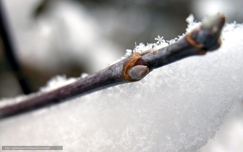 Snow-covered branch with buds