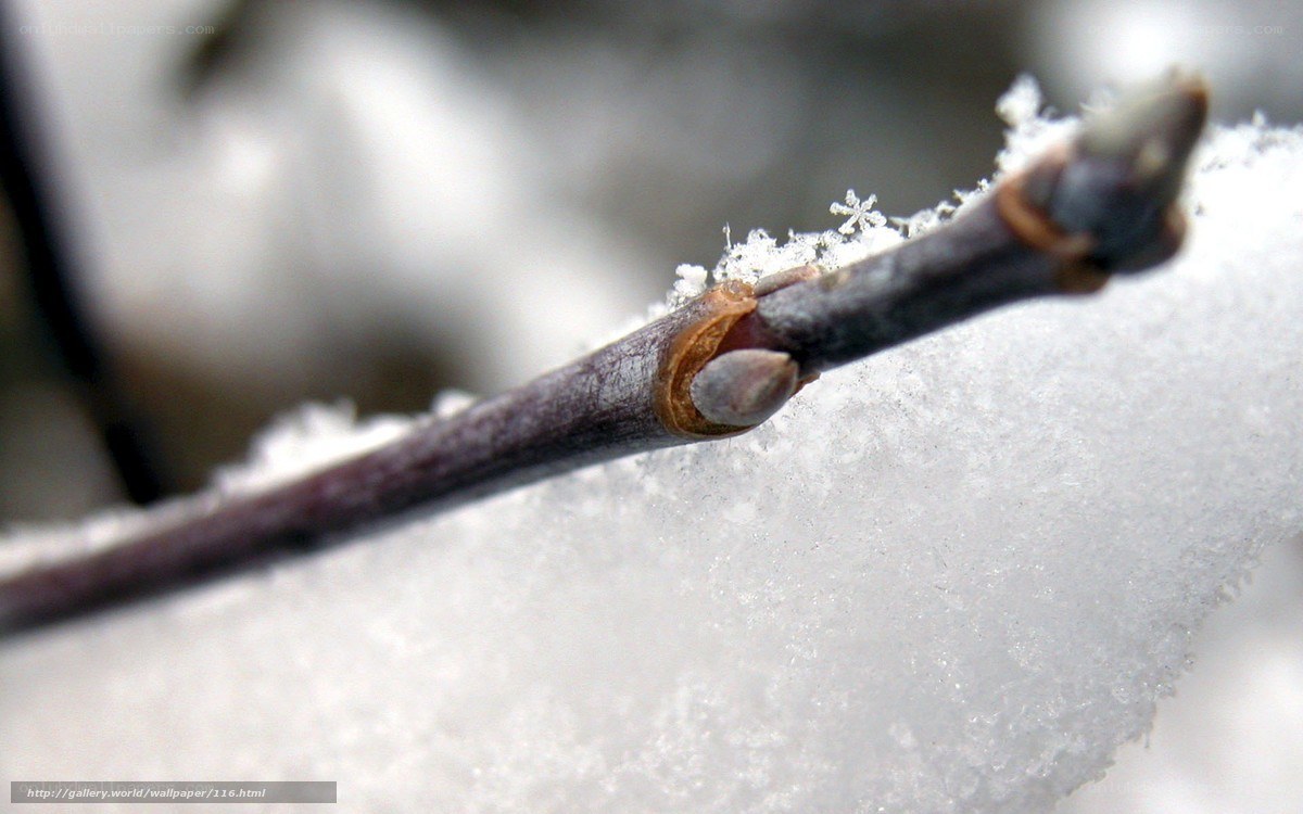 Snow-covered branch with buds