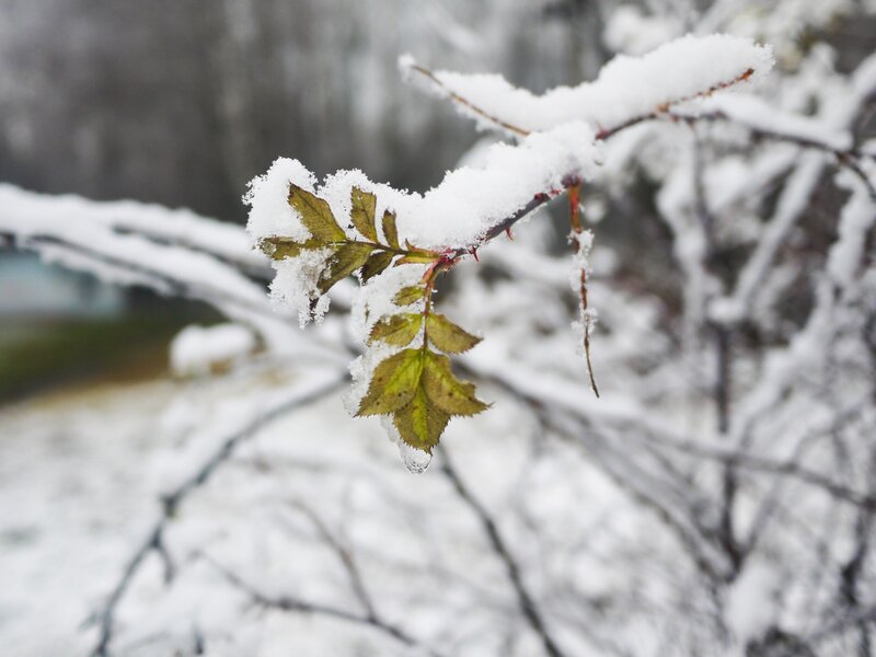 snow-covered branch with green leaves