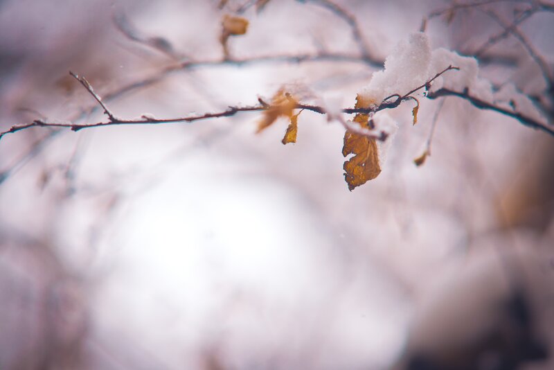 Snow-covered Branch with Leaf