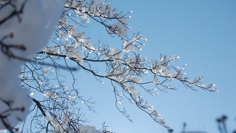Snow-covered branches against blue sky