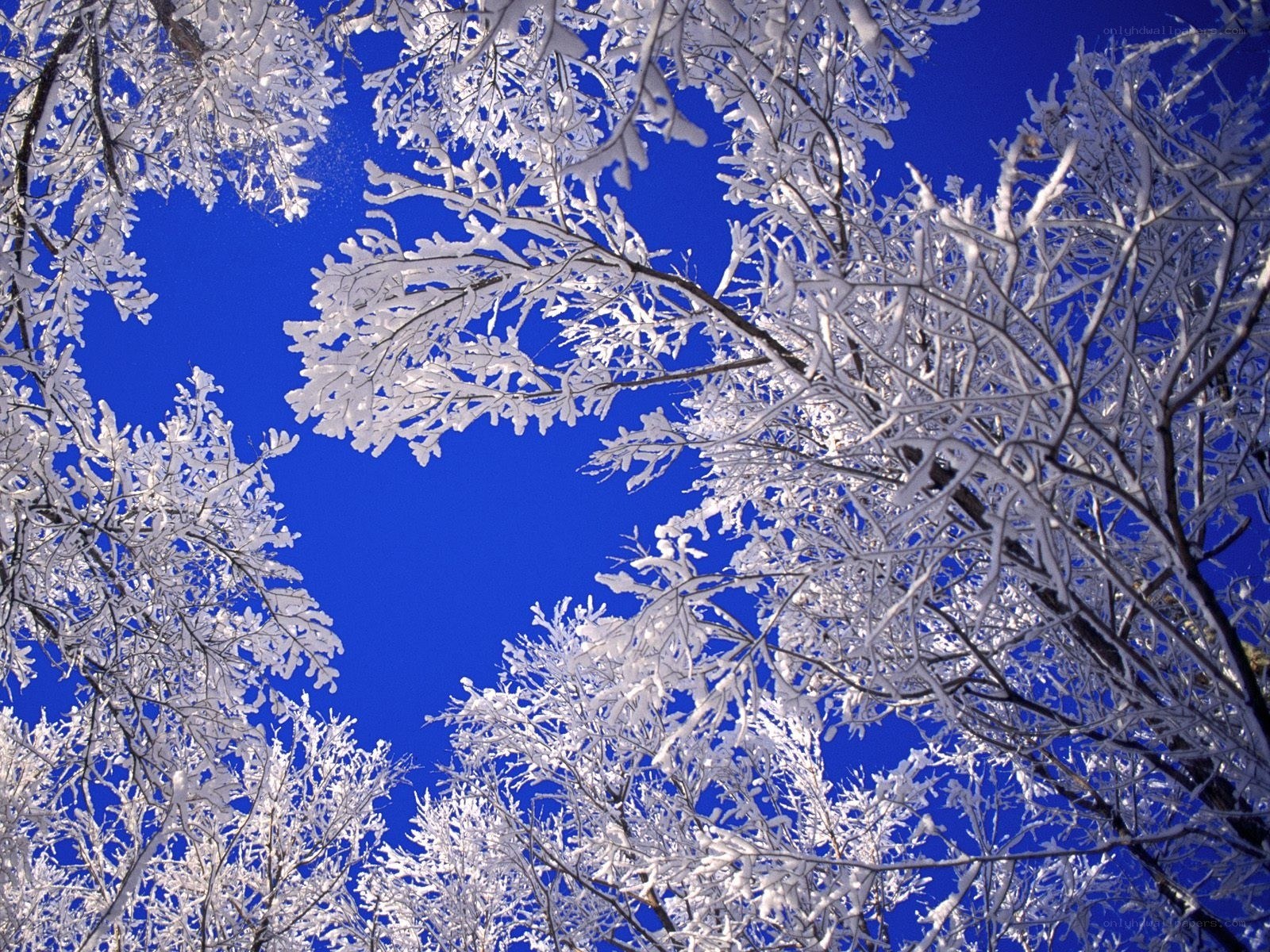 Snow-covered branches against blue sky