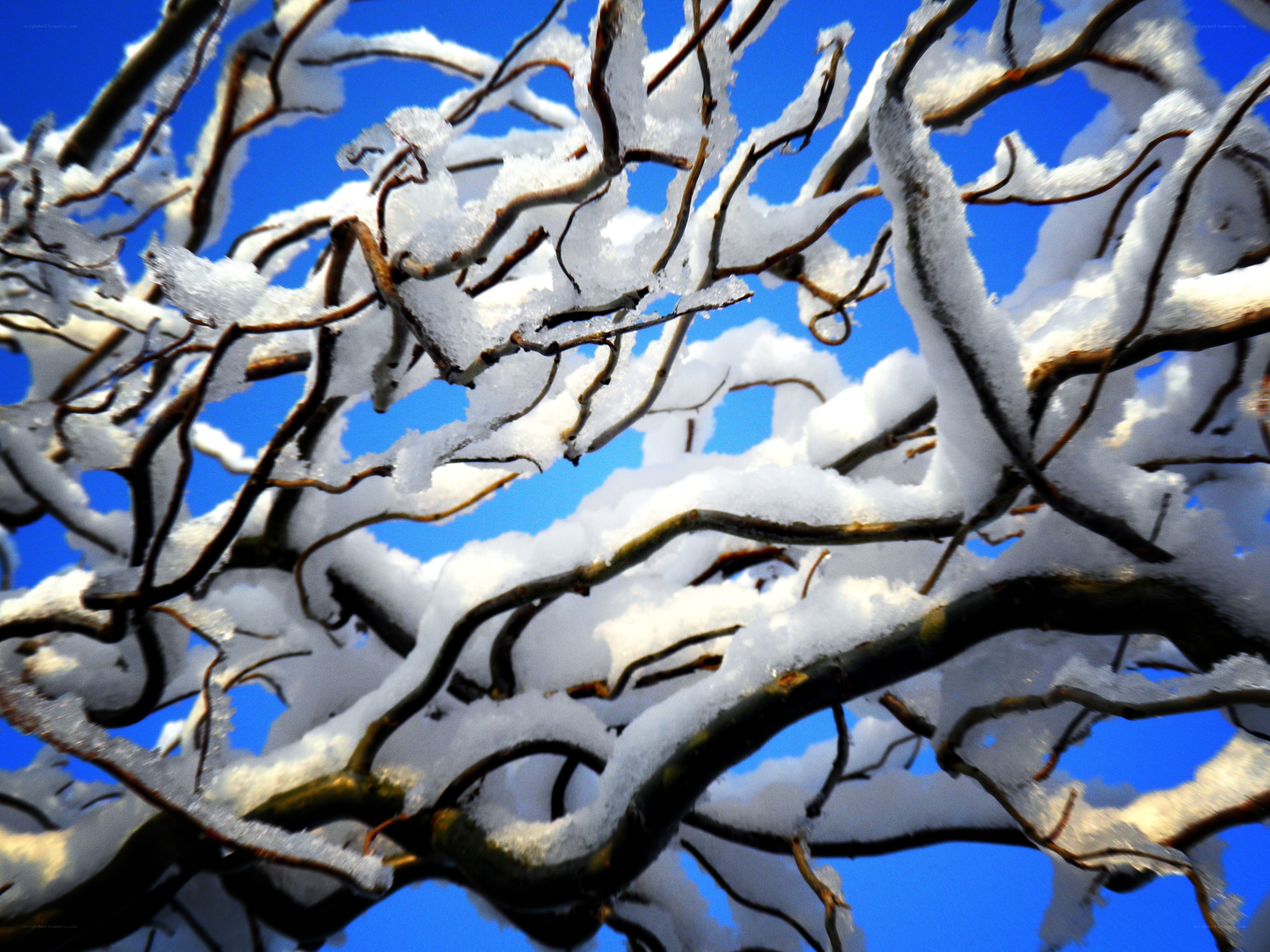 Snow-covered branches against blue sky