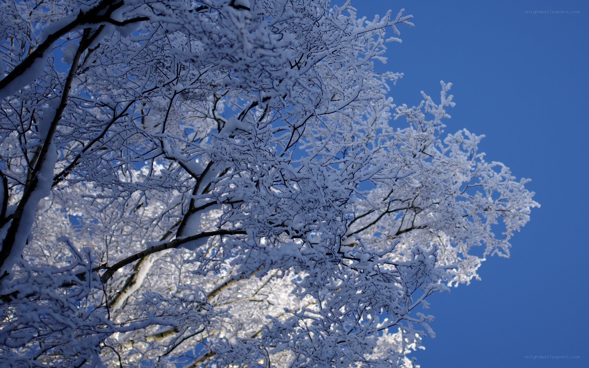 Snow-covered branches against blue sky
