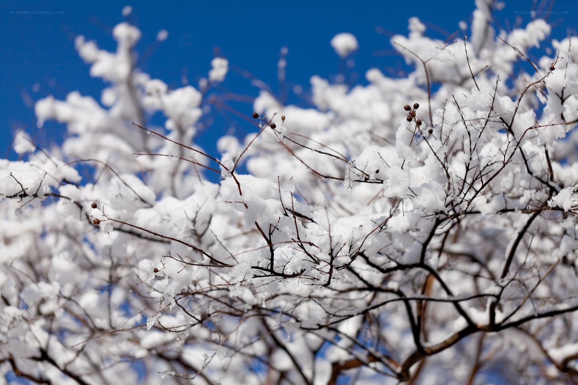 Snow-covered branches against blue sky