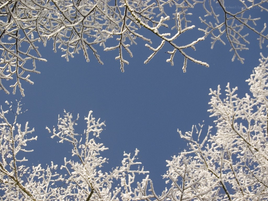 snow-covered branches against blue sky