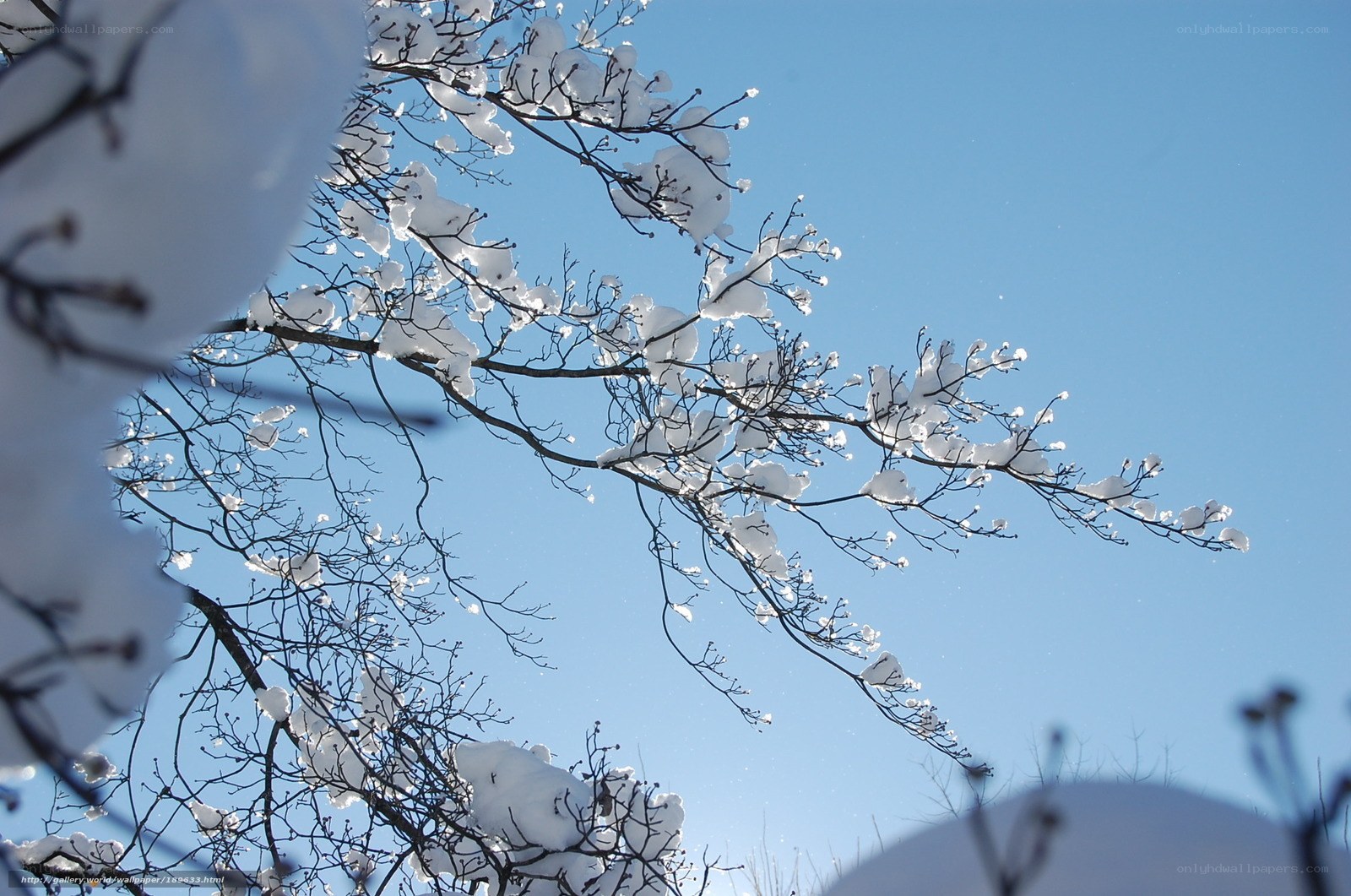 Snow-covered branches against blue sky