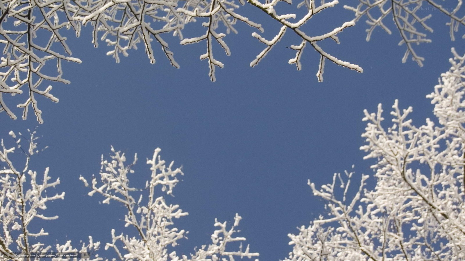 Snow-covered branches against blue sky