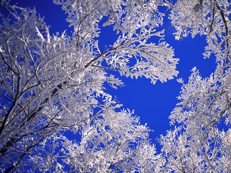 Snow-covered branches against blue sky