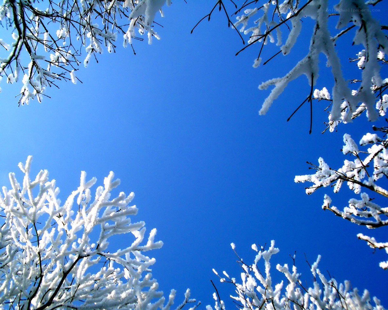 Snow-covered branches against blue sky
