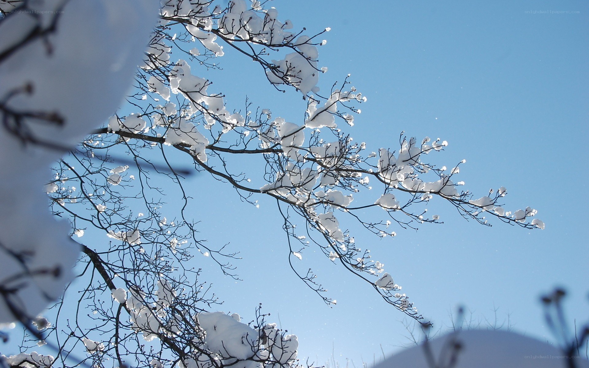 Snow-covered branches against blue sky