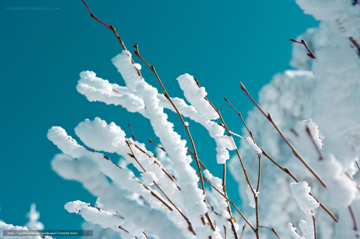 Snow-covered branches against blue sky