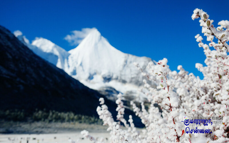 Snow-covered Branches and Mountain